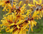 Hamamelis extract 